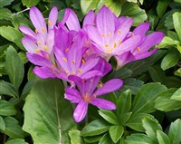 ОСЕННИЙ БЕЗВРЕМЕННИК (Colchicum autumnale)