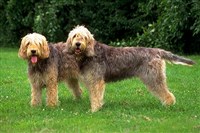 ОТТЕРХАУНДЫ