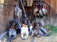 ОХОТА (собаки)