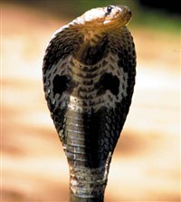 ОЧКОВАЯ ЗМЕЯ (голова)