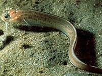 ОШИБНЕОБРАЗНЫЕ (Пятнистый ошибень)