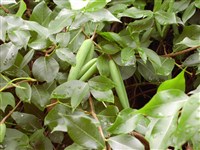 Обвойник греческий – Periploca graeca L.