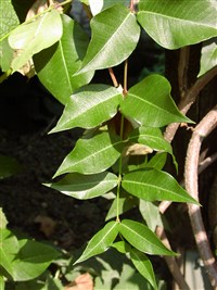 Обвойник заборный – Periploca sepium Bge.