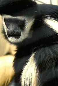 Обезьяны (гвереца)