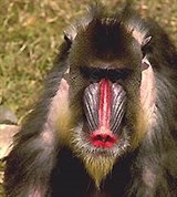 Обезьяны (мандрил)