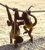 Обезьяны (паукообразные обезьяны)