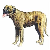 Облавная бразильская гончая (рисунок)