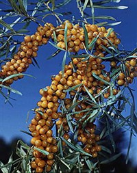 Облепиха [кулинария]