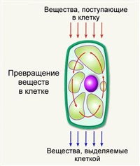 Обмен веществ в клетке