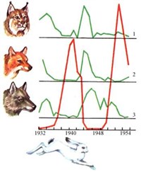 Обратная связь (волны жизни)