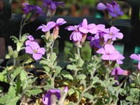 Обриета Колумны – Aubrieta columnae Guss.