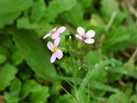 Обриета дельтовидная – Aubrieta deltoidea (L.) DC. (1)