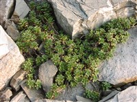 Обриета изящная – Aubrieta gracilis Sprun. ex Boiss.