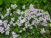 Обриета краснеющая – Aubrieta erubescens Griseb.