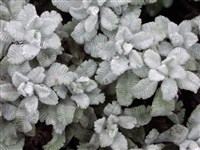 Обриета седоватая – Aubrieta canescens (Boiss.) Bornm.