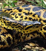 Обыкновенная анаконда (Eunectes murinus)