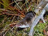 Обыкновенная бурозубка (Sorex araneus)