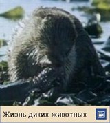 Обыкновенная выдра (видеофрагмент)