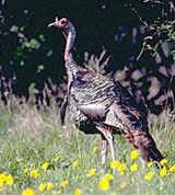 Обыкновенная индейка (Meleagris gallopavo)