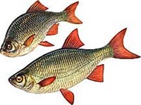 Обыкновенная красноперка (рисунок)