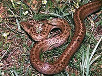 Обыкновенная медянка (Coronella austriaca)