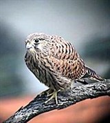 Обыкновенная пустельга (самка)