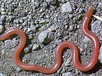 Обыкновенная слепозмейка (Typhlops vermicularis)