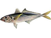 Обыкновенная ставрида (рисунок)