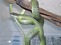 Обыкновенная украшенная древесная змея (Chrysopelea ornata)