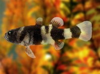 Обыкновенный Золотополосый бычок