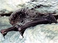 Обыкновенный длиннокрыл (Miniopterus schreibersi)