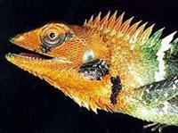 Обыкновенный калот (Calotes calotes)