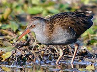 Обыкновенный пастушок (Rallus aquaticus)