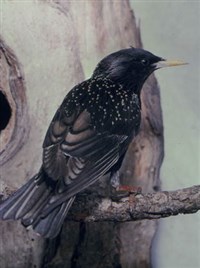 Обыкновенный скворец (на дереве)