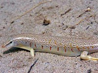 Обыкновенный сцинк (Scincus scincus)