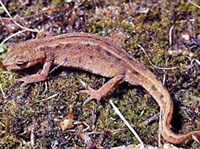 Обыкновенный тритон (Triturus vulgaris)