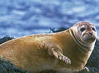 Обыкновенный тюлень (Phoca vitulina)