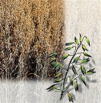 Овес (овес посевной)