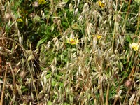 Овес остистый – Avena barbata Pott ex Link.