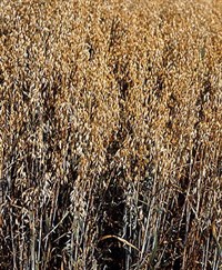 Овес посевной