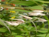 Овес стерильный – Avena sterilis L. (1)