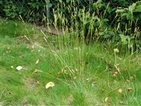 Овсяница Гойтиери, веничная – Festuca gautieri (Hackel) K.Richt. (1)