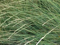 Овсянница Мейри – Festuca mairei St.Yves. (1)