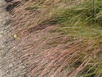 Овсянница Халера – Festuca halleri L.