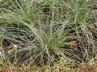 Овсянница аметистовая – Festuca amethystina L.