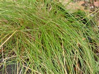 Овсянница красная – Festuca rubra L. (1)