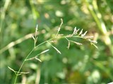 Овсянница красная – Festuca rubra L. (2)
