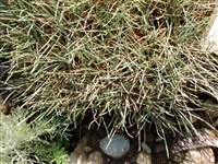 Овсянница ледниковая – Festuca glacialis Miegev.