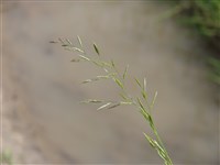 Овсянница луговая – Festuca pratensis Huds.