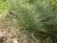Овсянница овечья – Festuca ovina L.